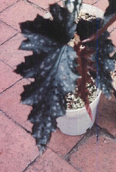 B. ‘Starspangler’